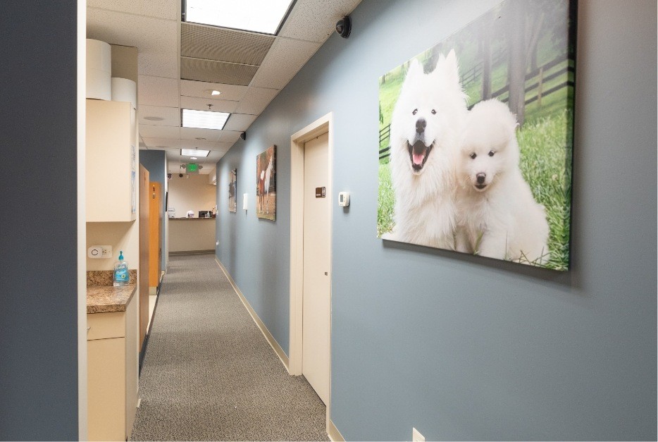 Inside of Owings Mills dental office with picture of dogs on wall